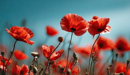 Close-up of vibrant red poppies against a soft-focus field and bright blue sky