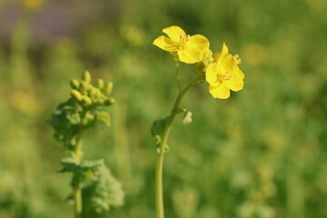 Rape blossoms beginning to bloom