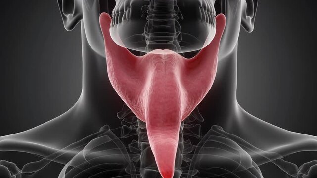 3D Animation: Human Uvula Function and Oral Cavity Anatomy