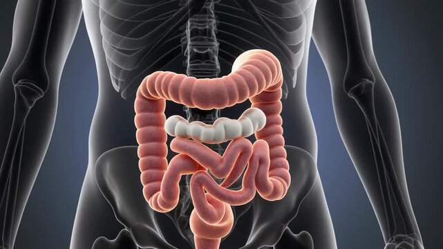 Medical Animation of Human Digestive System with Immune Function Focus