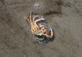 Meerestiere am Strand durch Ebbe und Flut © Studio M. Brix