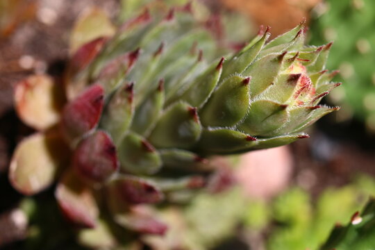 rojnik Sempervivum Romantic Ritter fiolet