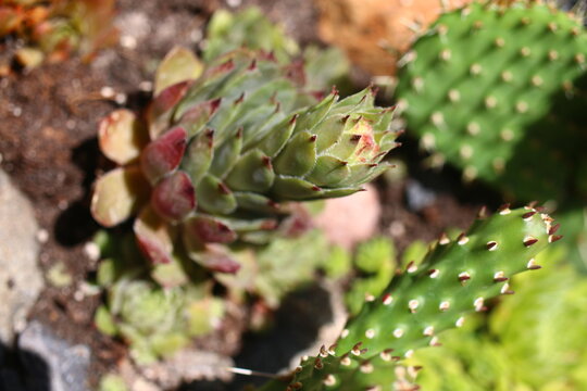 rojnik Sempervivum Romantic Ritter fiolet