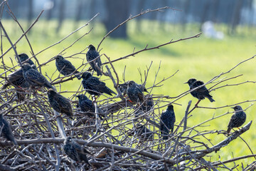 Flock of European starlings perched on bare branches in a green field, showing social bird behavior and natural wildlife scene