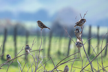 Small flock of sparrows perched on thin branches in a rural field with soft background, capturing natural bird behavior and calm countryside mood