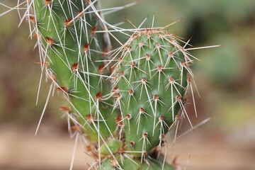 kaktus Opuncja polyacantha v hystricina Heligrand opuntia