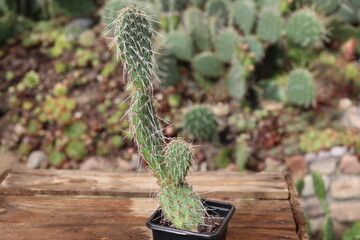 kaktus Opuncja polyacantha v hystricina Heligrand opuntia