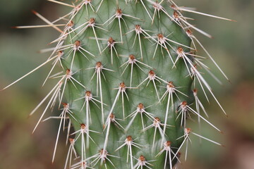 kaktus Opuncja polyacantha v hystricina Heligrand opuntia
