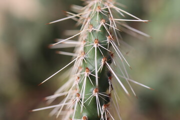 kaktus Opuncja polyacantha v hystricina Heligrand opuntia