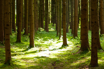 Baum pflanze gr&uuml;n natur Wald