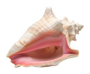 Shell collection display beachside nature coastal isolated on transparent background