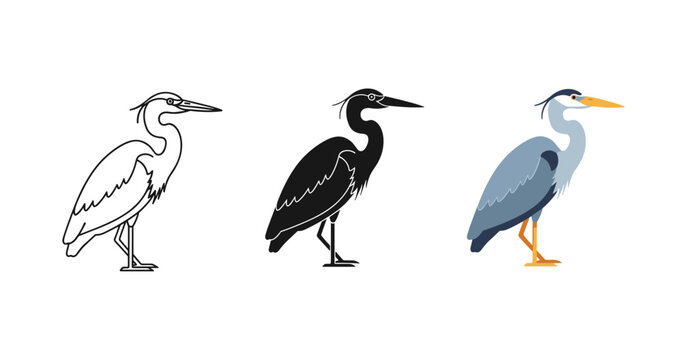Great blue heron illustrations: outline, silhouette, and color variations