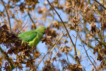 Rose-ringed parakeet eating maple seeds in tree