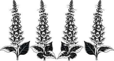 Collection of four digitalis foxglove flower silhouettes for botanical nature design cad drawing flat vector illustration of medicinal herb plants © Mostafizar