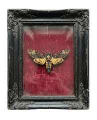 Framed death's head hawkmoth taxidermy specimen