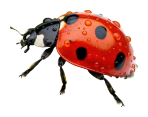 Vibrant ladybug crawling on leaf nature isolated on transparent background