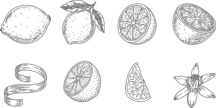 Fresh lemon and orange citrus fruit hand drawn sketch vector set, botanical slices, and peel for juice menu