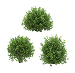 Lush green shrubs display botanical garden plant nature isolated on transparent background