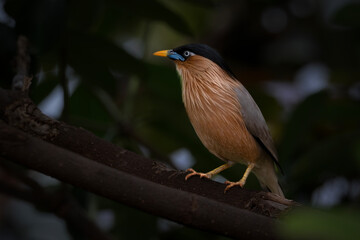  Brahminy Starling perches on a textured branch