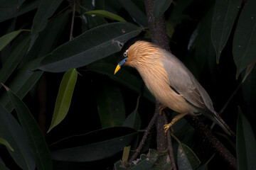  Brahminy Starling perches on a textured branch