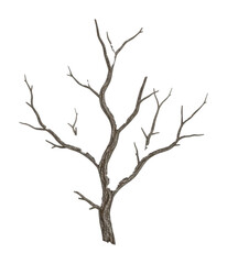 Barren tree branches against nature isolated on transparent background