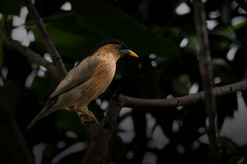  Brahminy Starling perches on a textured branch