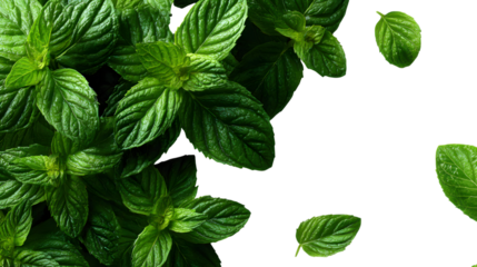 Close-up of fresh vibrant green mint leaves, Embodying natural freshness, a staple for culinary and wellness creations