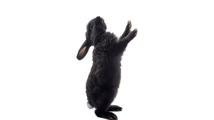 Obraz premium Happy black rabbit standing on hind legs isolated on a white background