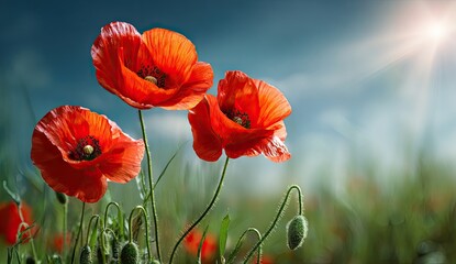 Three vibrant, open red blossoms with green stems against a bright blue sky and sun