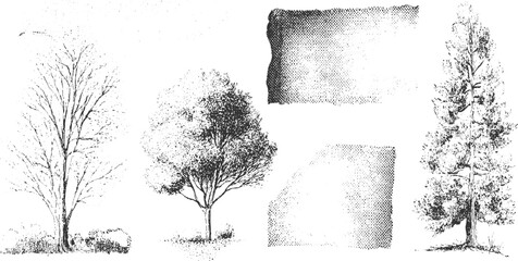 Black and white ink of deciduous and coniferous trees with textured halftone nature © appl