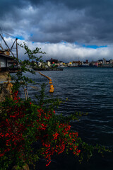 冬の港の片隅の南天の赤い実20251226