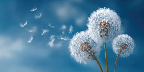 Obraz premium Dandelions sending seeds on a windy day; blue sky background