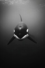Black and white underwater photo of a killer whale, facing the camera
