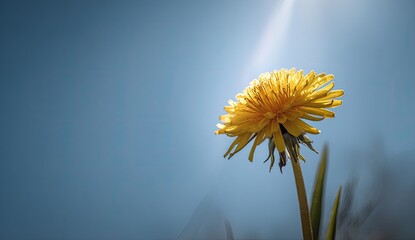 Close-up of a yellow dandelion, backlit by the sun, against a bright blue sky