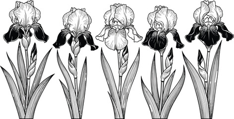 Monstera and Philodendron Houseplant Collection Featuring Detailed Line Art Sketches of Potted Indoor Plants and Large Heart Shaped Tropical Leaves © Mostafijur