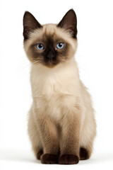 a Siamese kitten,  isolated on a pure white background. 