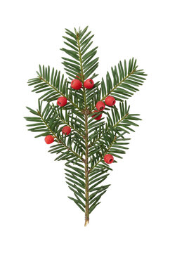 Green yew branch with bright red berries