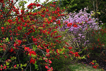 Flowering shrub of Japanese quince (Chaenomeles japonica) or beautiful quince (Chaenomeles speciosa)