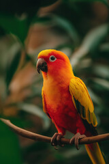 a parrot