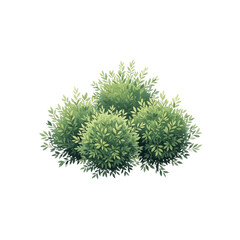 Green shrub isolated on Transparent Background