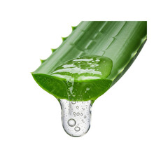 Aloe vera leaf with gel dripping