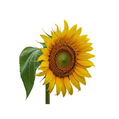 Sunflower with water droplets on Transparent Background