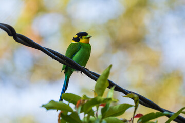 Long-tailed Broadbill perched on a mossy branch in a lush forest, displaying its vibrant green plumage, long tail, and striking blue facial markings in natural habitat.