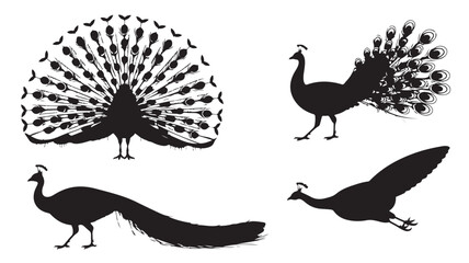 Peacock Silhouettes Spreading Tail Feathers on White Background