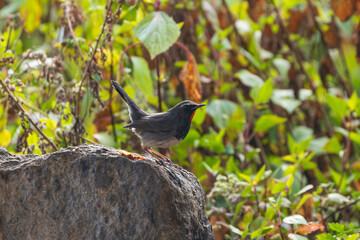 Himalayan Rubythroat perched on a stone, showing rich ruby-red throat, contrasting plumage, and alert posture in its natural mountain habitat, a striking high-altitude songbird.