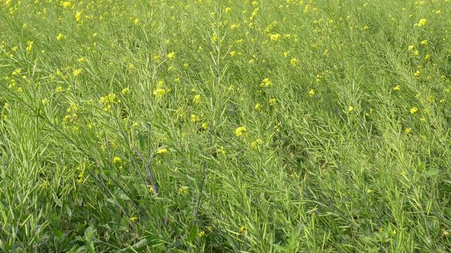 Vibrant Yellow Mustard Flowers Blooming in Field Alongwith its Seeds