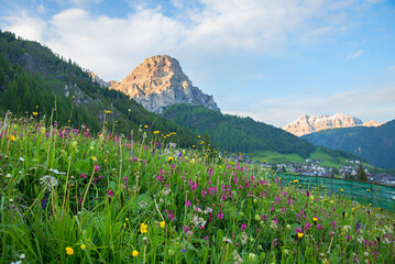meadow with colorful various wildflowers, blurry mountains in background