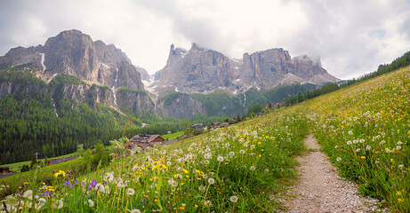 footpath inmidst alpine meadow woth blowballs, Sella mountain view, Kolfuschg, dolomites