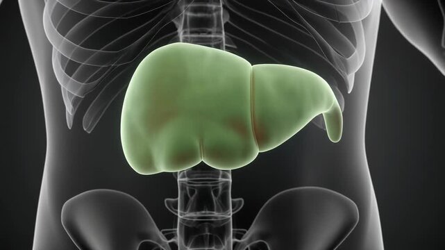 3D animation of human gallbladder rotating within torso, showing bile system