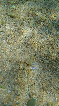 Bizarre-looking Pegasus fish, Little Dragonfish, or Seamoth (Eurypegasus draconis) with its fins outstretched, strides along seabed covered with coarse sand on sunny day with sun glare on seafloor